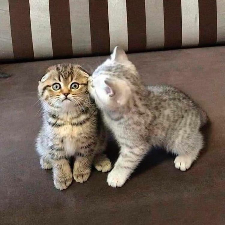 A_pet