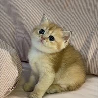 安东尼有只猫