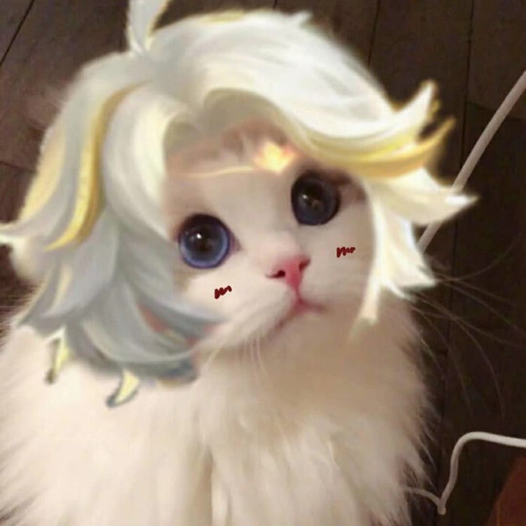 CFA猫舍（可以领养猫）