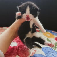 胖明和猫猫