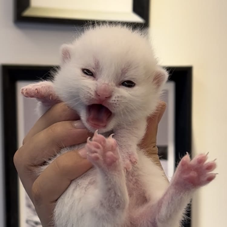 小奶猫成长日记