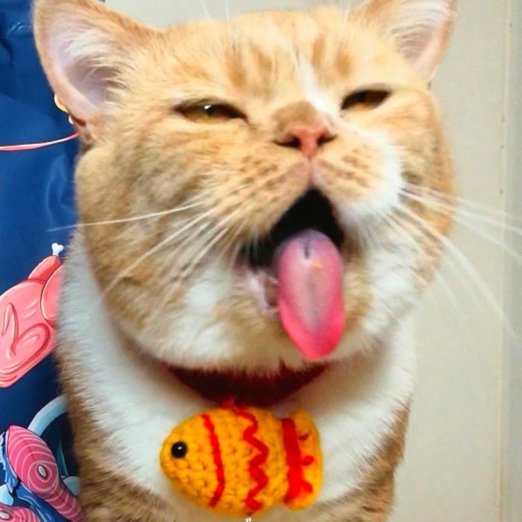 九条命的三只猫