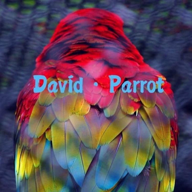 大卫鹦鹉