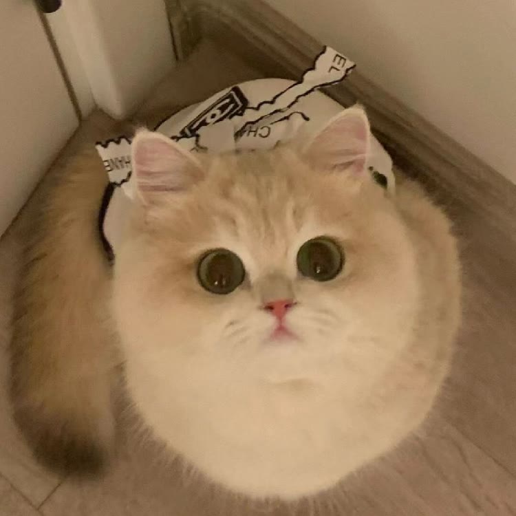 马新猫舍（领养）