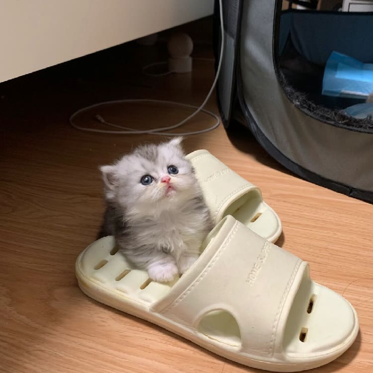 张张猫舍（领养）