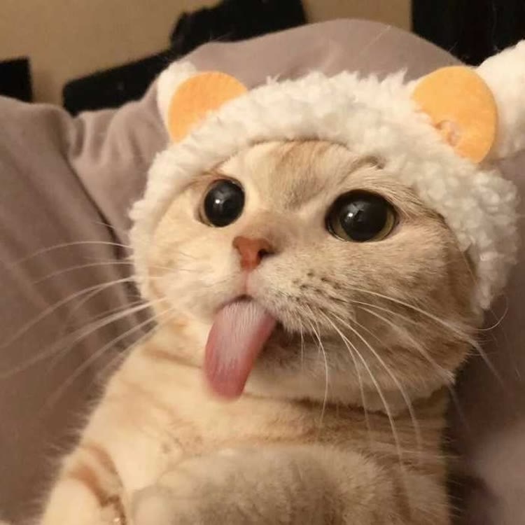 白鹤影视