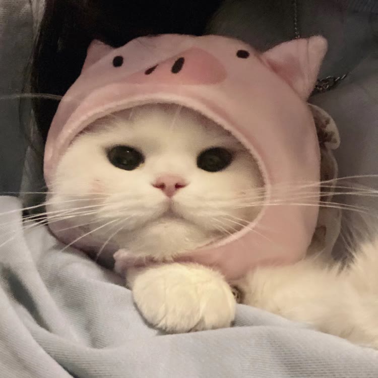 喵星人猫（领养）