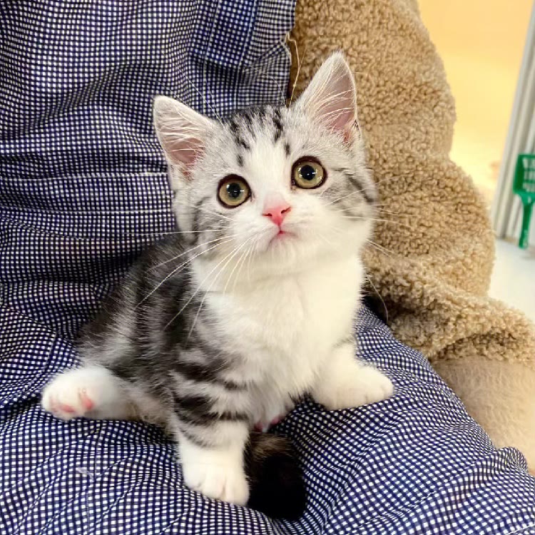 辉辉猫舍（领养）