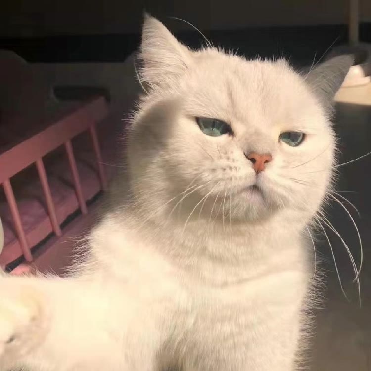 黎酱（近战导师）