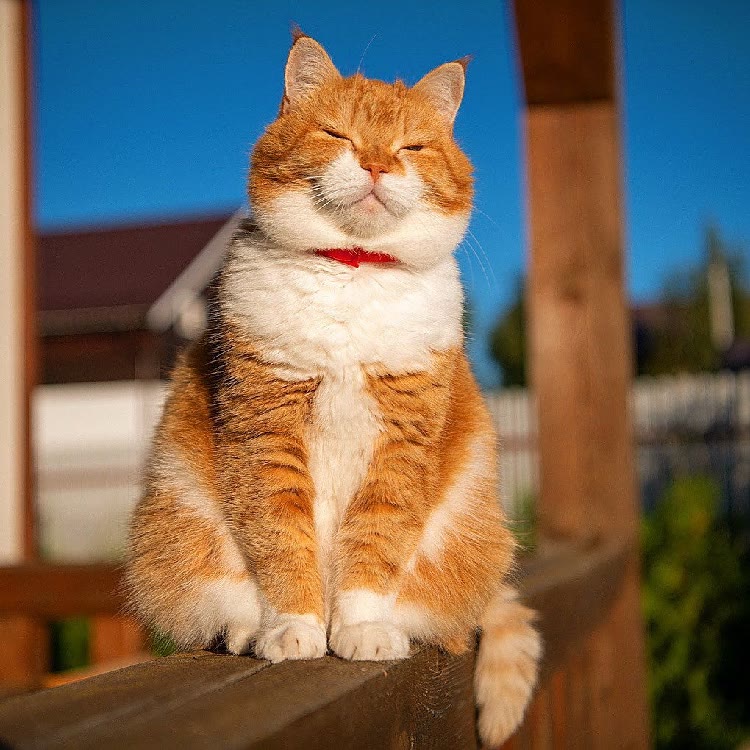 猛宠情报局