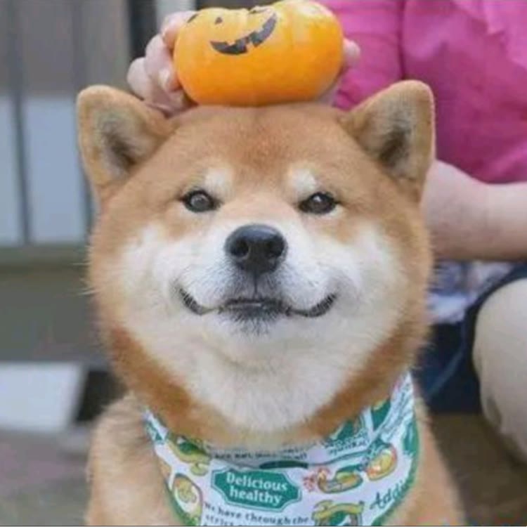 朴弟