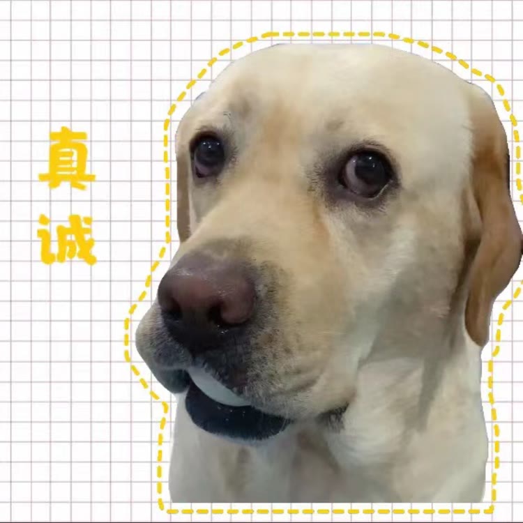 多多拉不拉