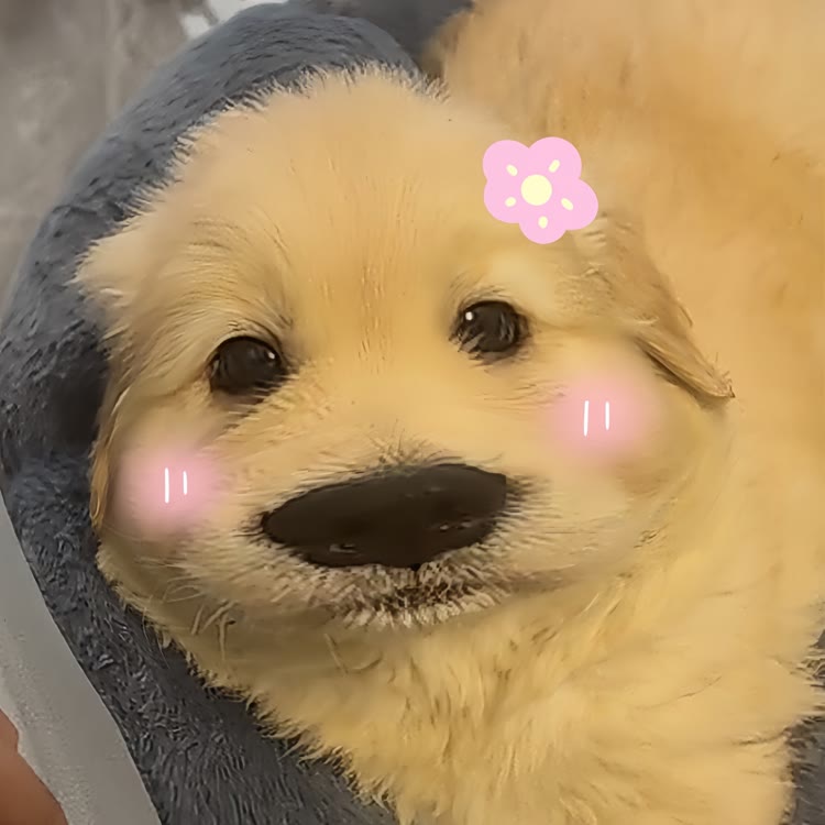 鸡毛小莫