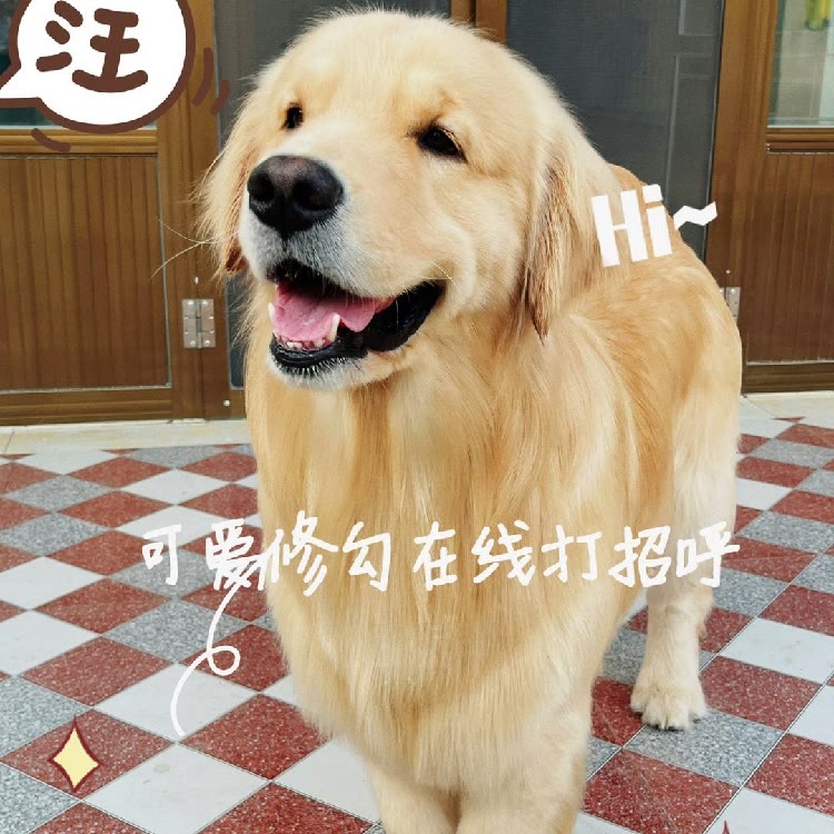 小金毛贝塔🐶