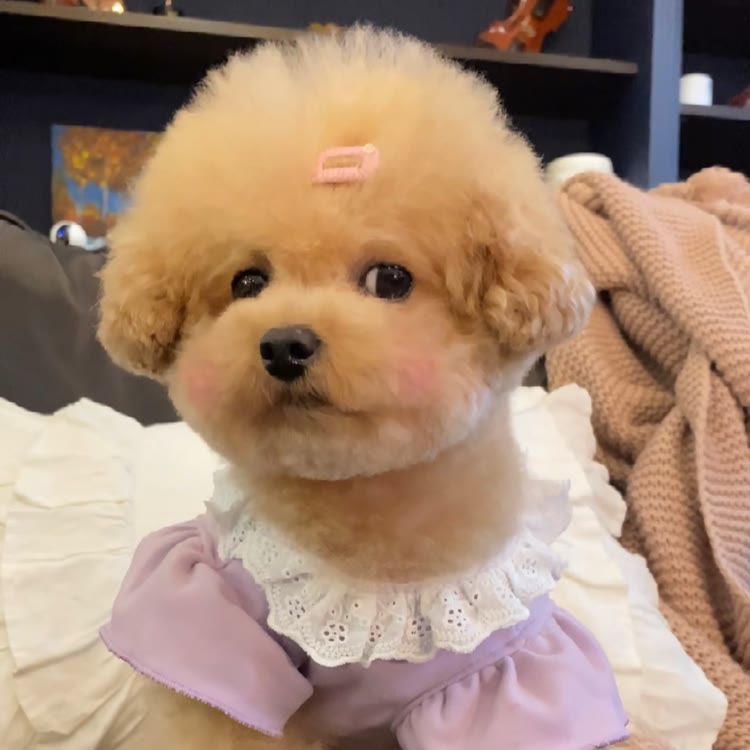 ～三儿～是只小狗🐶