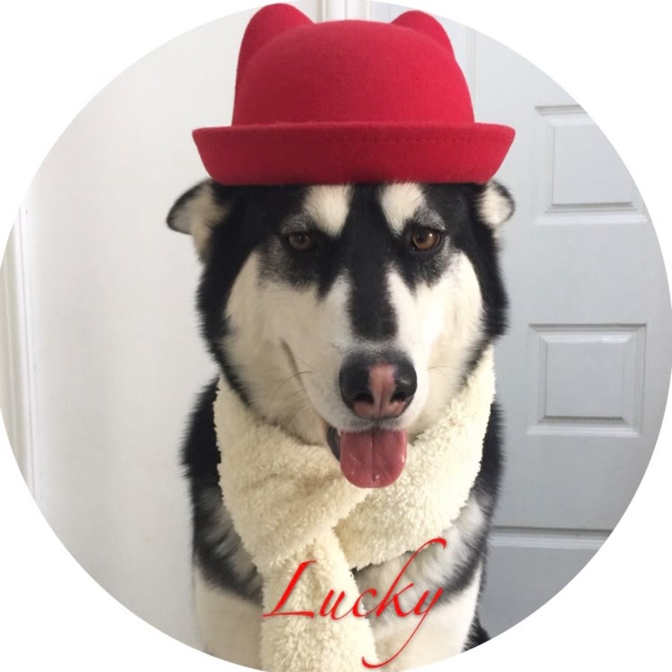 二哈（lucky）巴比