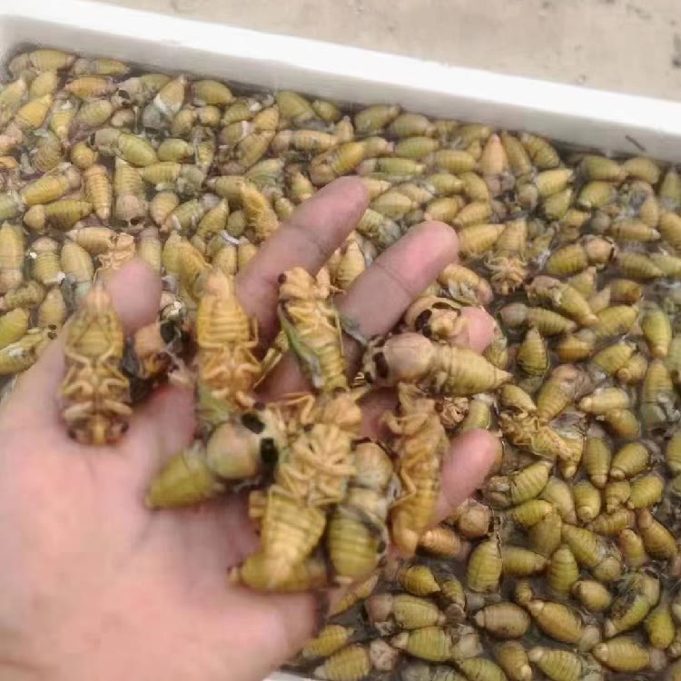 昆虫批发商行