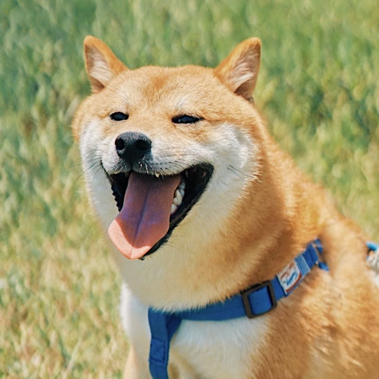 小蓝呼呼