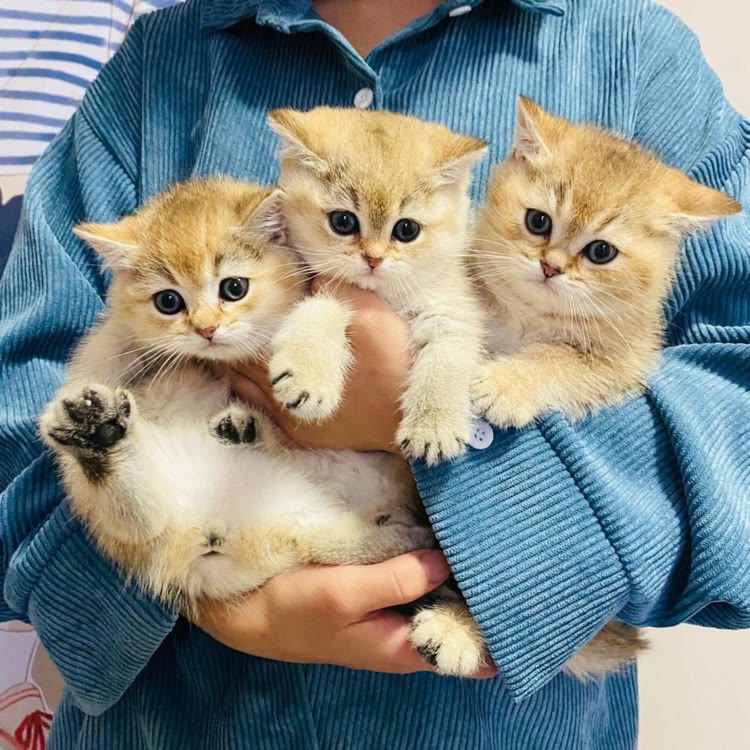 馋猫猫舍