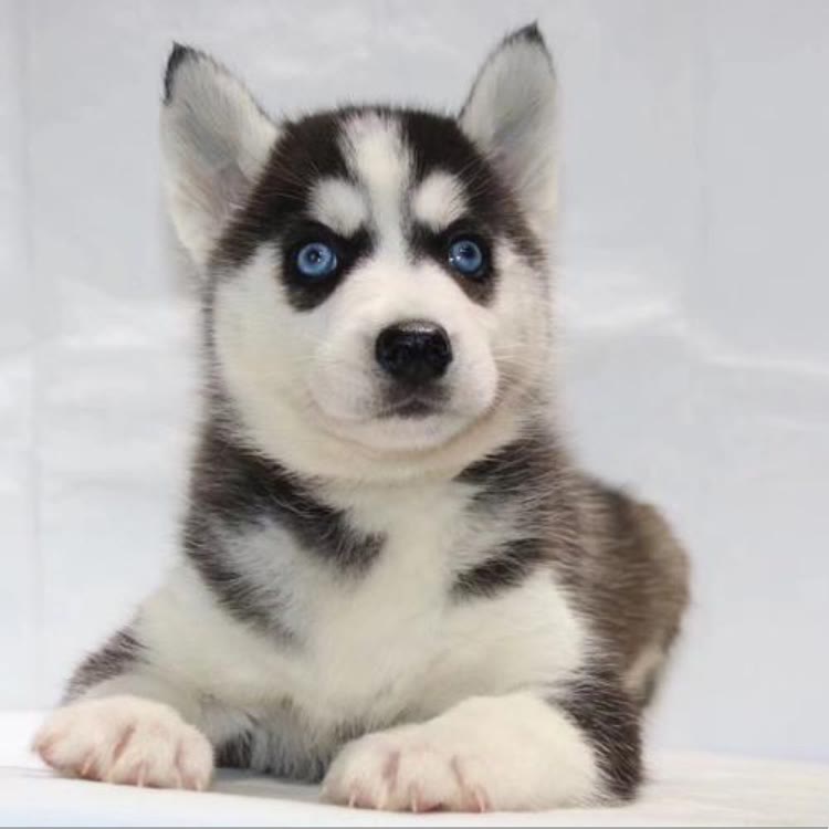 小毛哥科学养狗