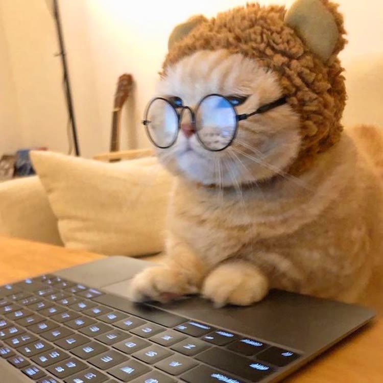 懒猫推文