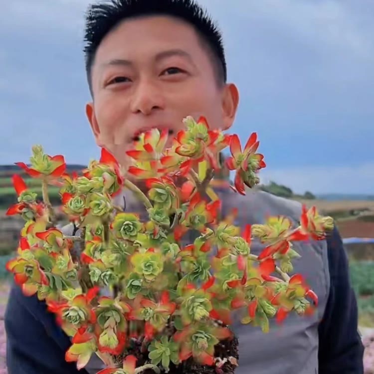 零花钱多肉 每天直播