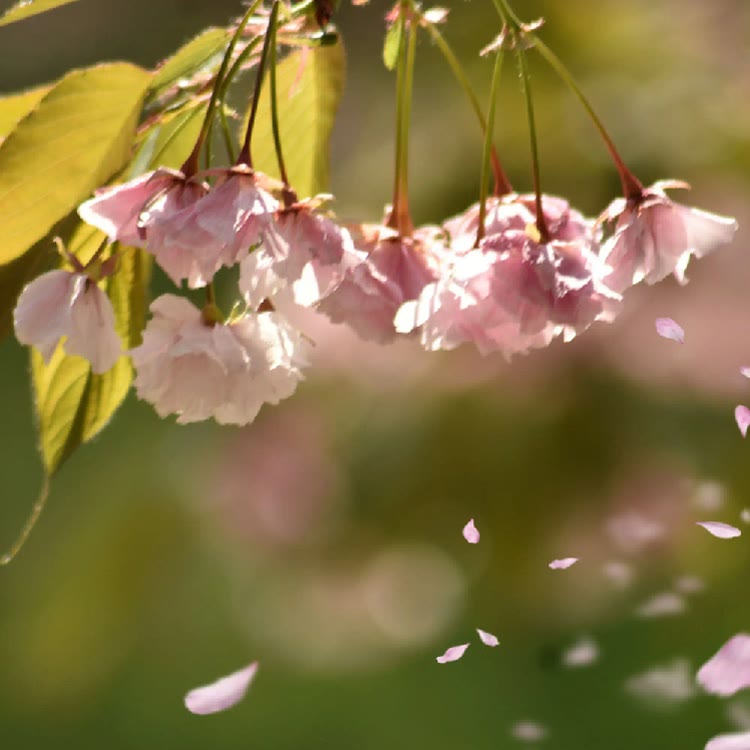 落花短剧