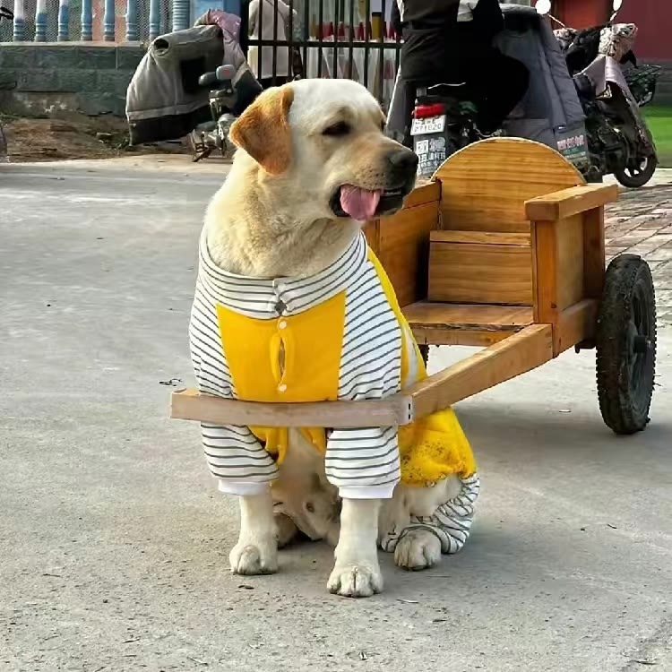 巴顿（拉布拉多）