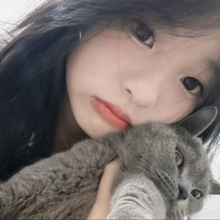 呆呆凤