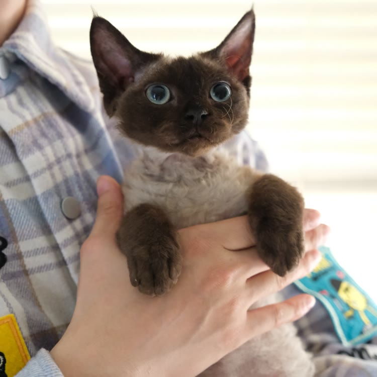 Habit德文卷毛猫猫舍