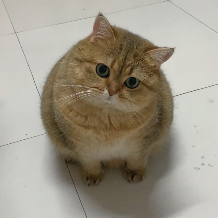 唠唠碰见叨叨