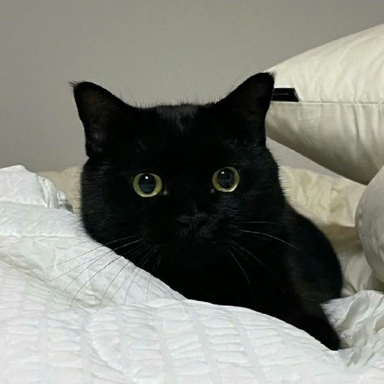 黑猫