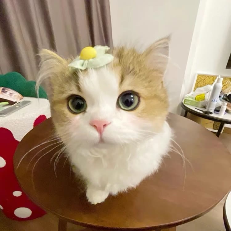 功夫猪猪（仙草）