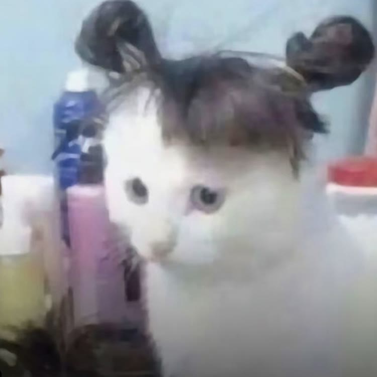快乐猫me日记