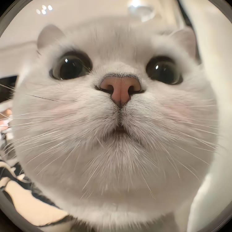 猫meme小短剧