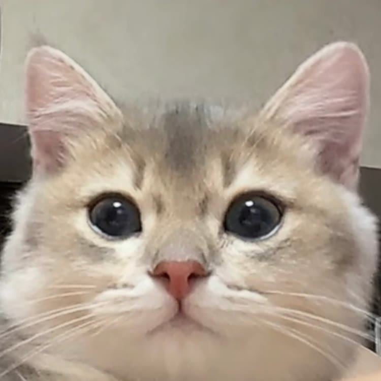 不咕噜