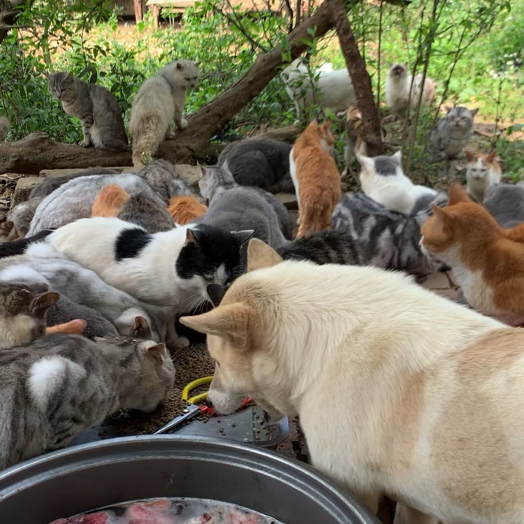 单身狗和流浪猫