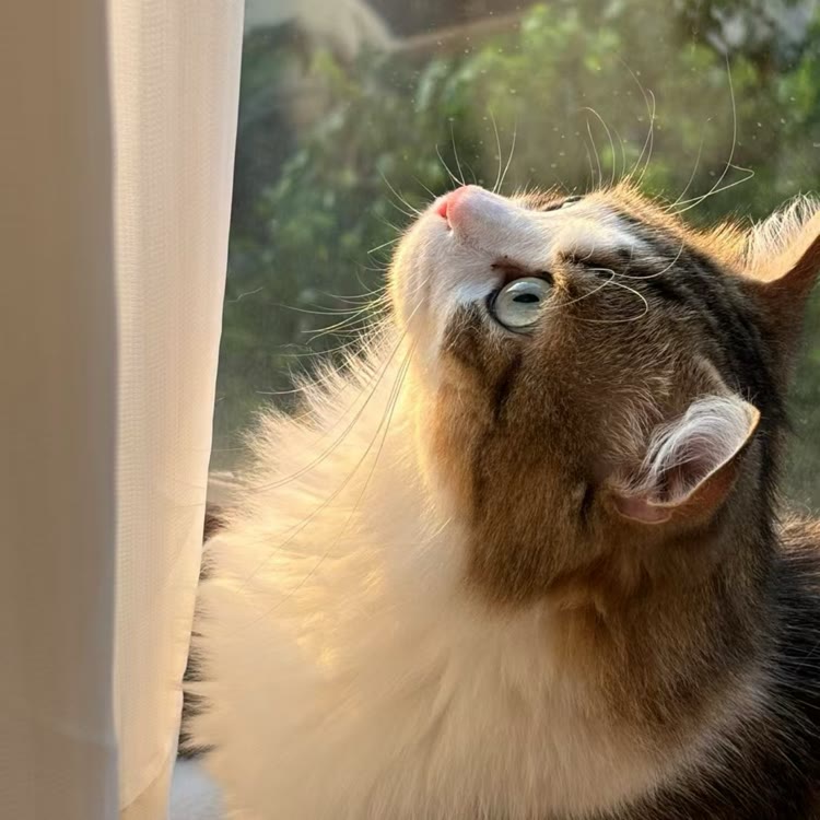 方方的养猫日记