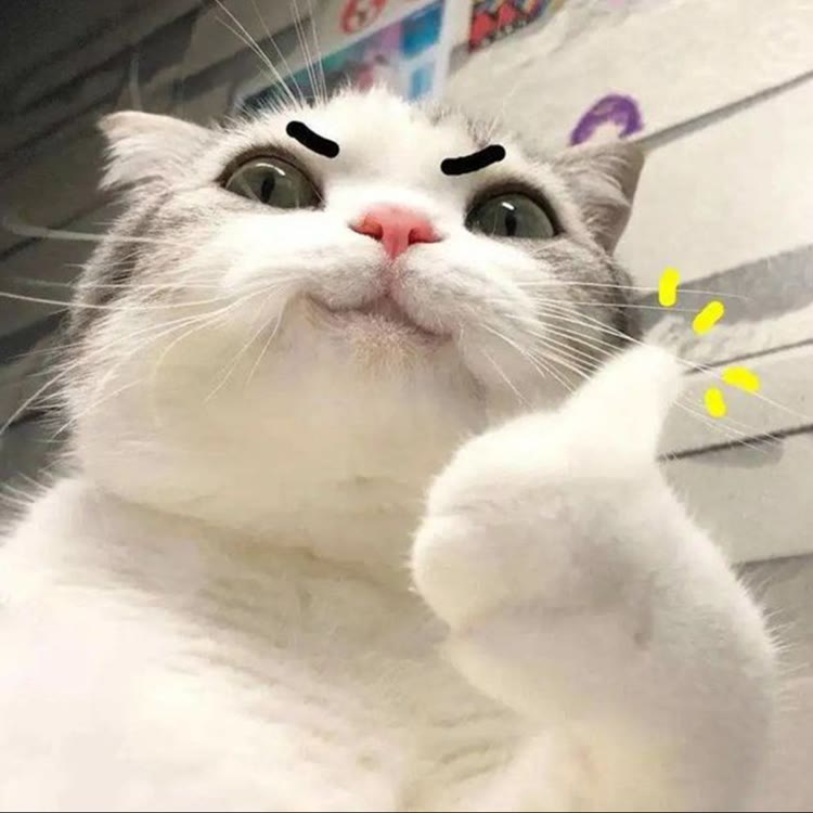 小璨猫meme日常