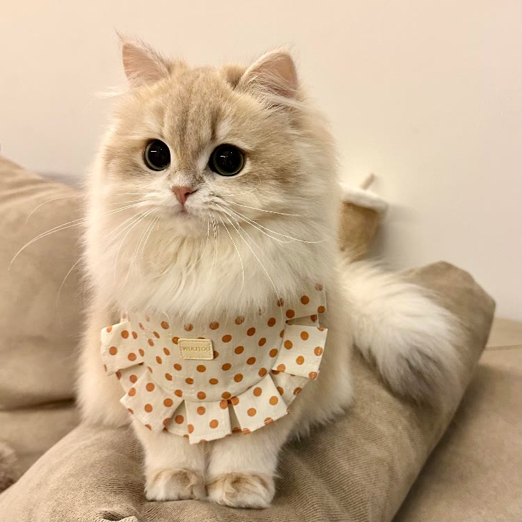 涛涛猫舍《领养》