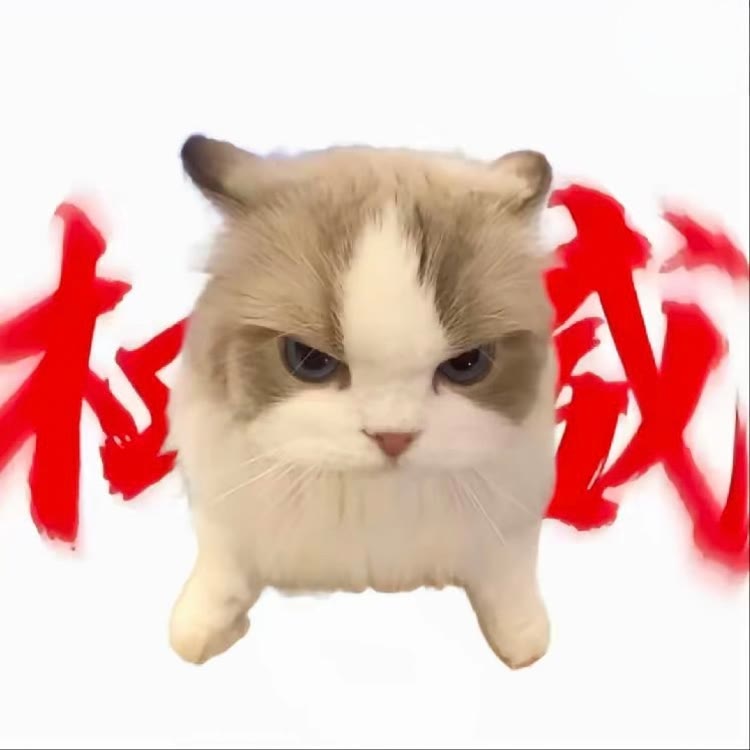 猫meme的奇妙故事