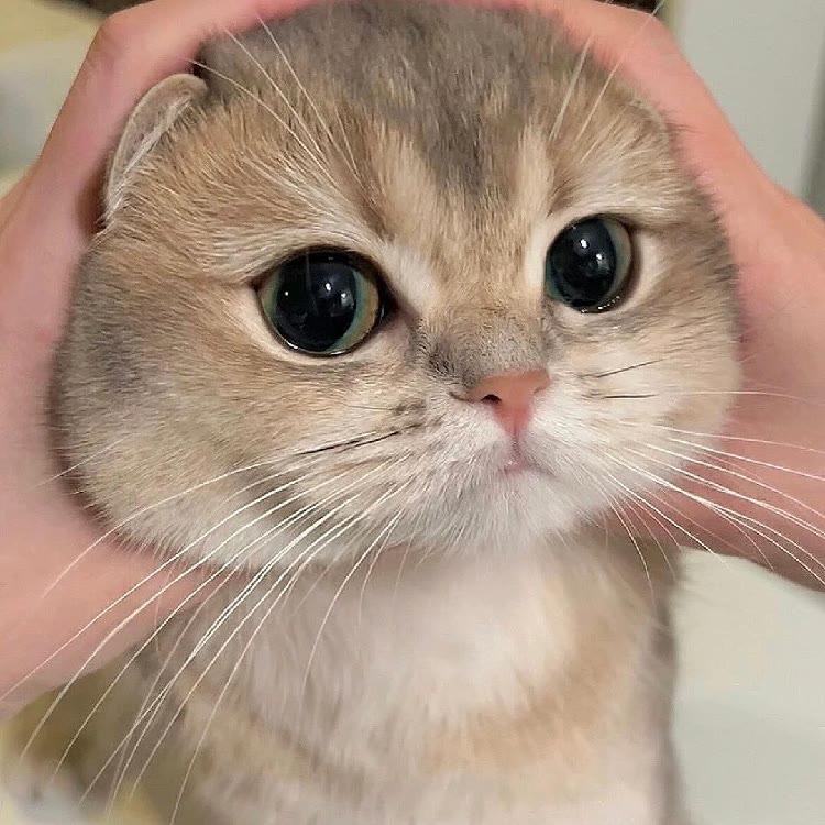 猫meme成长记