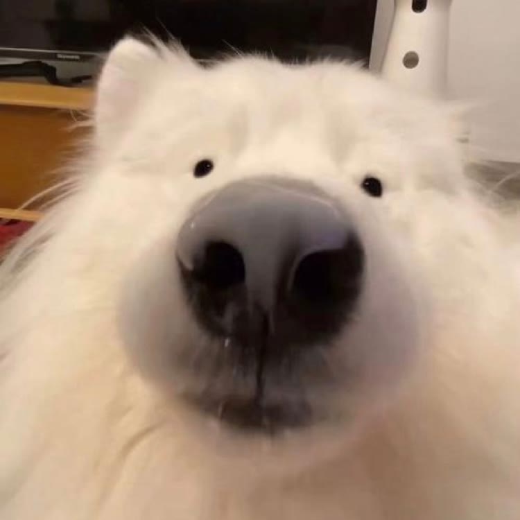 橘白oy每天10公里版