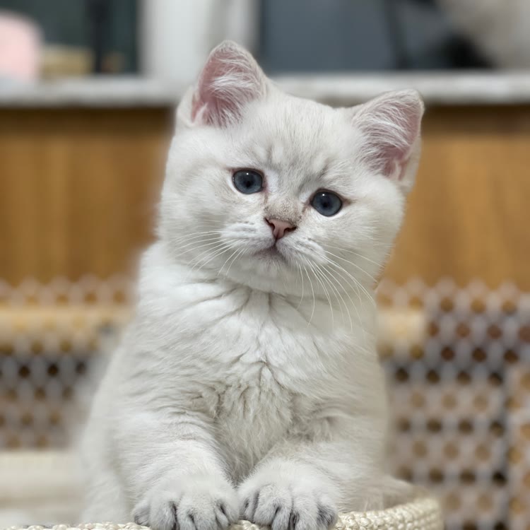 Ucat