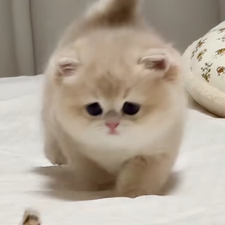 咖翡猫meme（蛋仔版）