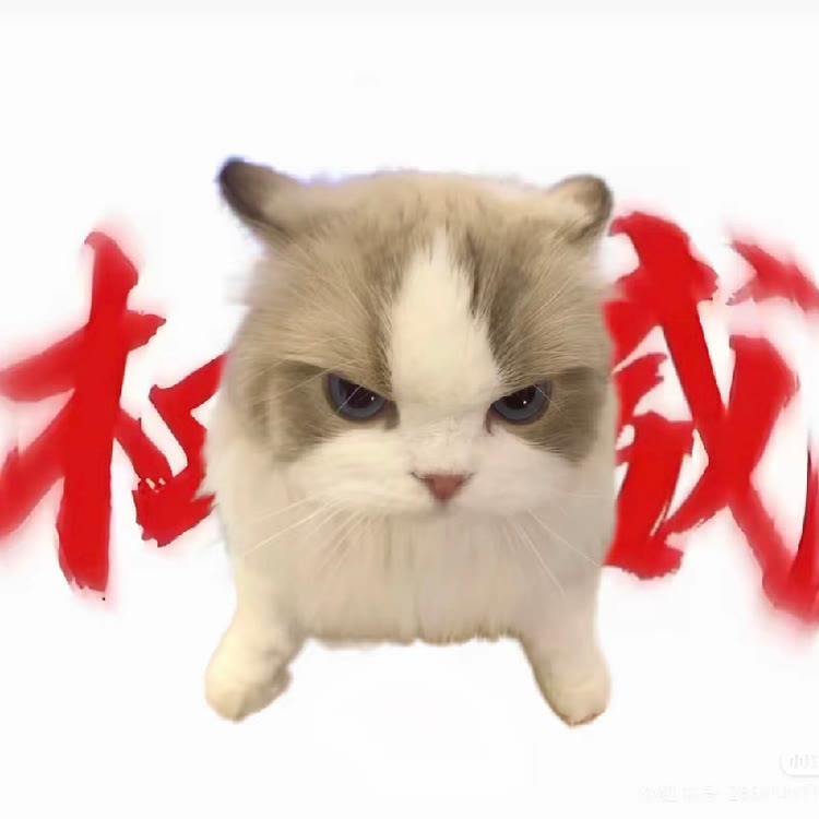 猫meme小萌新