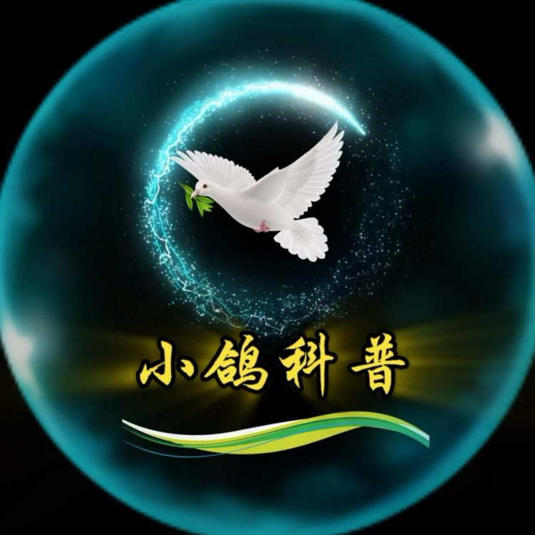 小鸽科普