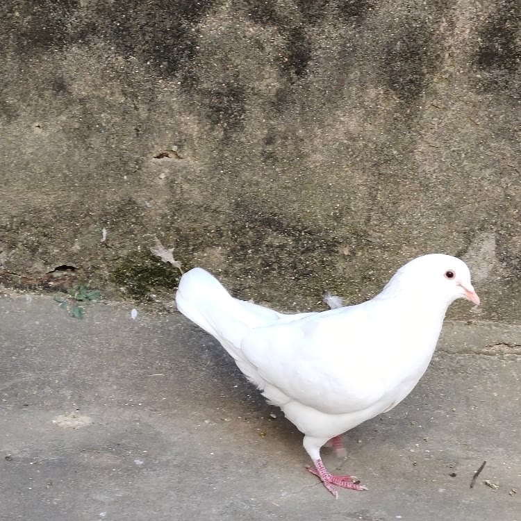 八哥爱分享啊
