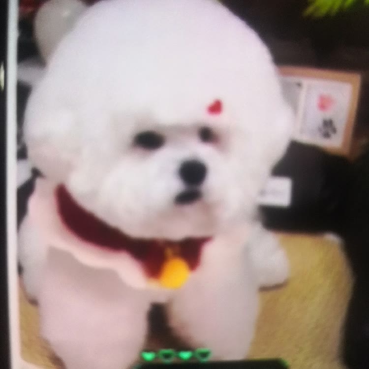 小飞侠