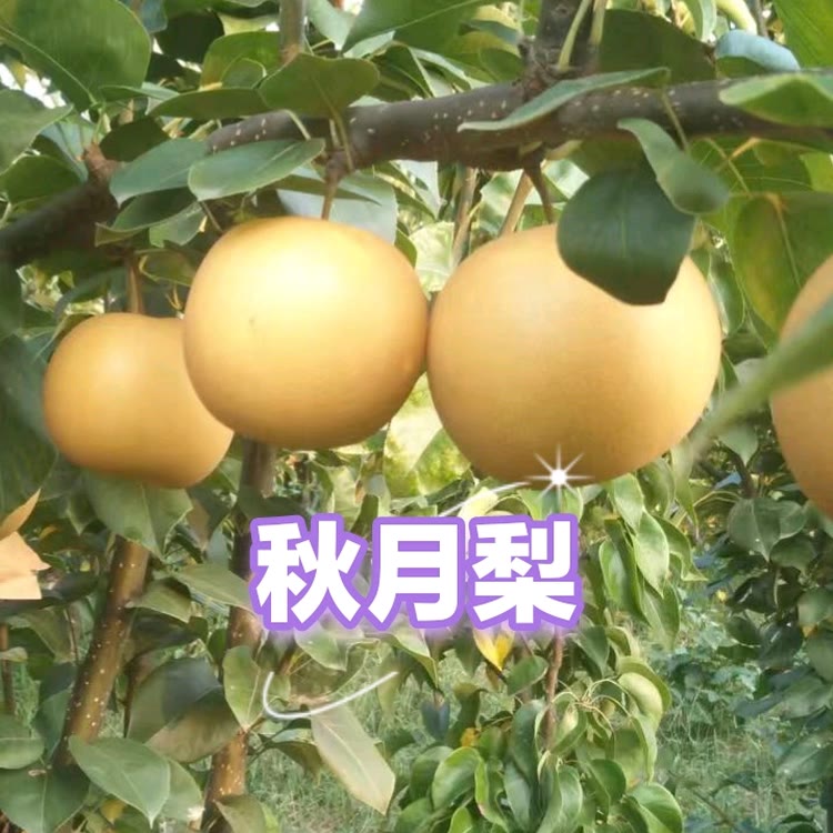 秋月梨园生态种养